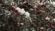 Snow Covered Tree Fruits