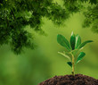 Small plant on pile of soil, part of it reflected