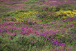 Cap Frehel