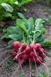 radishes from garden