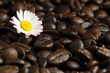 Blumiger Kaffee