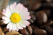 Blumiger Kaffee