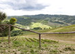 Panorama vigneto - colli Bolognesi