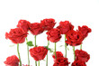 Red roses on white background