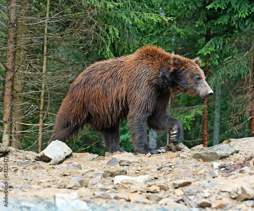 Photo: Brown bear Brown bear