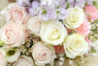 Beautiful rose