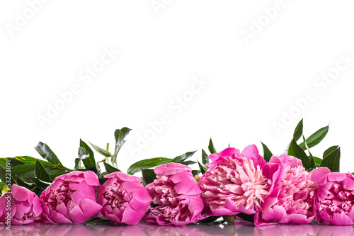 Photo: pink peonies pink peonies