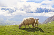 Sheep in the mountains