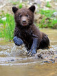 Photo: little Bear little Bear