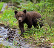Photo: little Bear little Bear