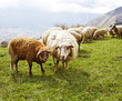 Sheep in the mountains