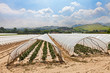 greenhouses