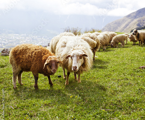 Photo: Sheep in the mountains Sheep in the mountains