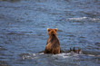 Bear on Alaska
