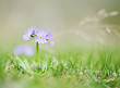 Spring flower