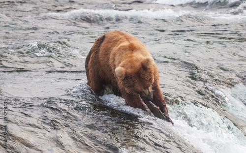 Photo: Bear on Alaska Bear on Alaska