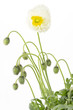 Islandmohn (papaver nudicaule)