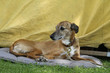 Galgo