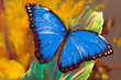 Butterfly.