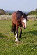 Photo: Young thoroughbred Young thoroughbred