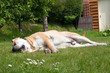 Its a hard life being a dog