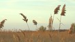 High reed against sunset sky in wind day