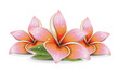 Pink Lilies