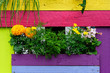Flowers and colorful painted wooden background