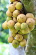 Longkong fruits closeup on the tree