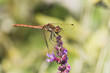Gefleckte Heidelibelle (Sympetrum flaveolum)