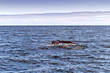 A Humpback Whale