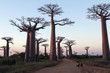 Photo: Avenue of the Baobabs Avenue of the Baobabs