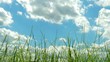 Grass