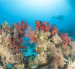 Diver on tropical coral reef
