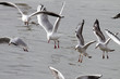 Seagulls