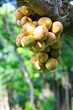 Longkong fruits hang on the tree