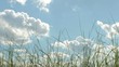 Grass