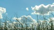 Grass