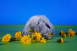 Photo: little bunny little bunny