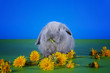 Photo: little bunny little bunny