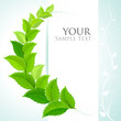 Fresh green leaves decorative background