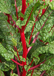 Poirée à cardes rouges