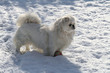 Playing In The Snow
