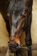 Thoroughbred horse eats