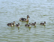 Mallard