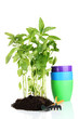 Pepper seedlings with garden tools isolated on white