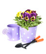 Beautiful pansies flowers isolated on a white