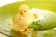Floating cute duckling close up