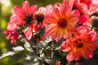 Orange Dahlia flowers in morning sun