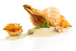 Spa concept with seashells and bamboo